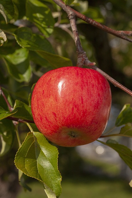 Free Red Apple photo and picture