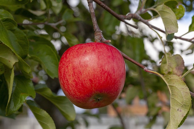 Free Red Apple photo and picture