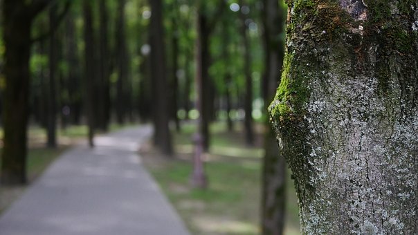 Free Park Forest photo and picture