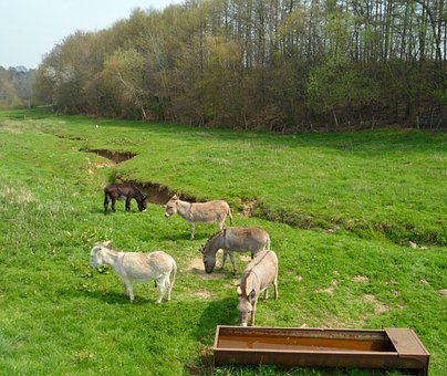 Donkey, Pre, Prairie, Field, Colt
