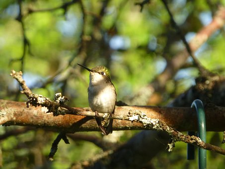 Free Hummingbird Bird photo and picture