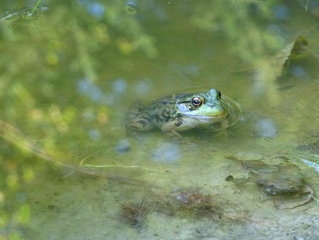 Free Frog Pond photo and picture