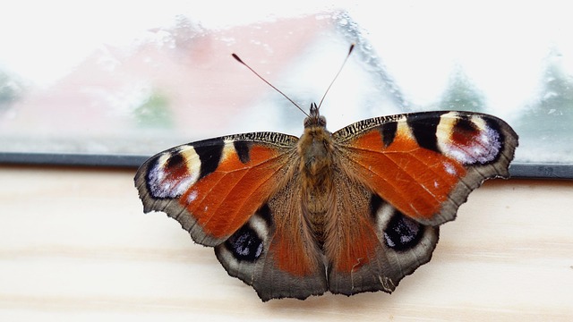 Borboleta, Tagpfauenauge, Natureza