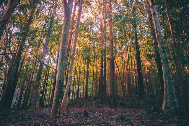 Free Forest Trees photo and picture