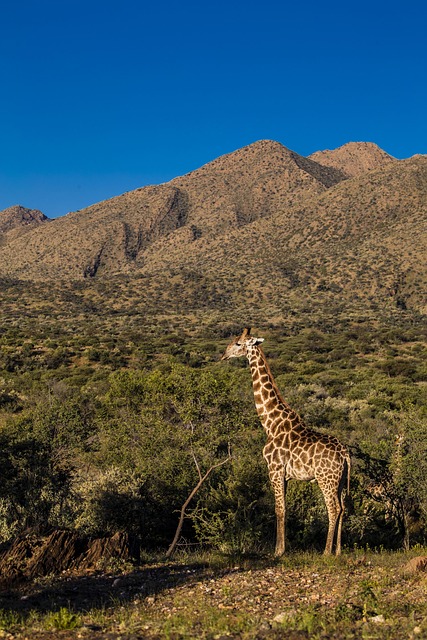 Afrika, Giraffe, Sonne, Tier, Tierwelt