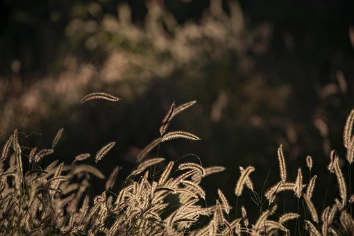 Gras, Abendsonne, Sonnenuntergang
