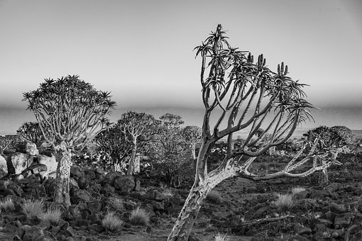 Afrika, Landschaft, Köcherbaum