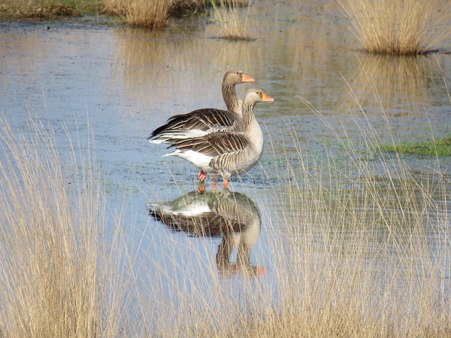 Free Geese Birds photo and picture