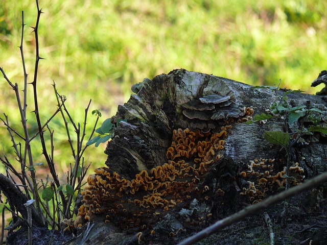 Free Tree Trunk Mushroom photo and picture