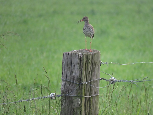 Free Common Redshank Bird photo and picture