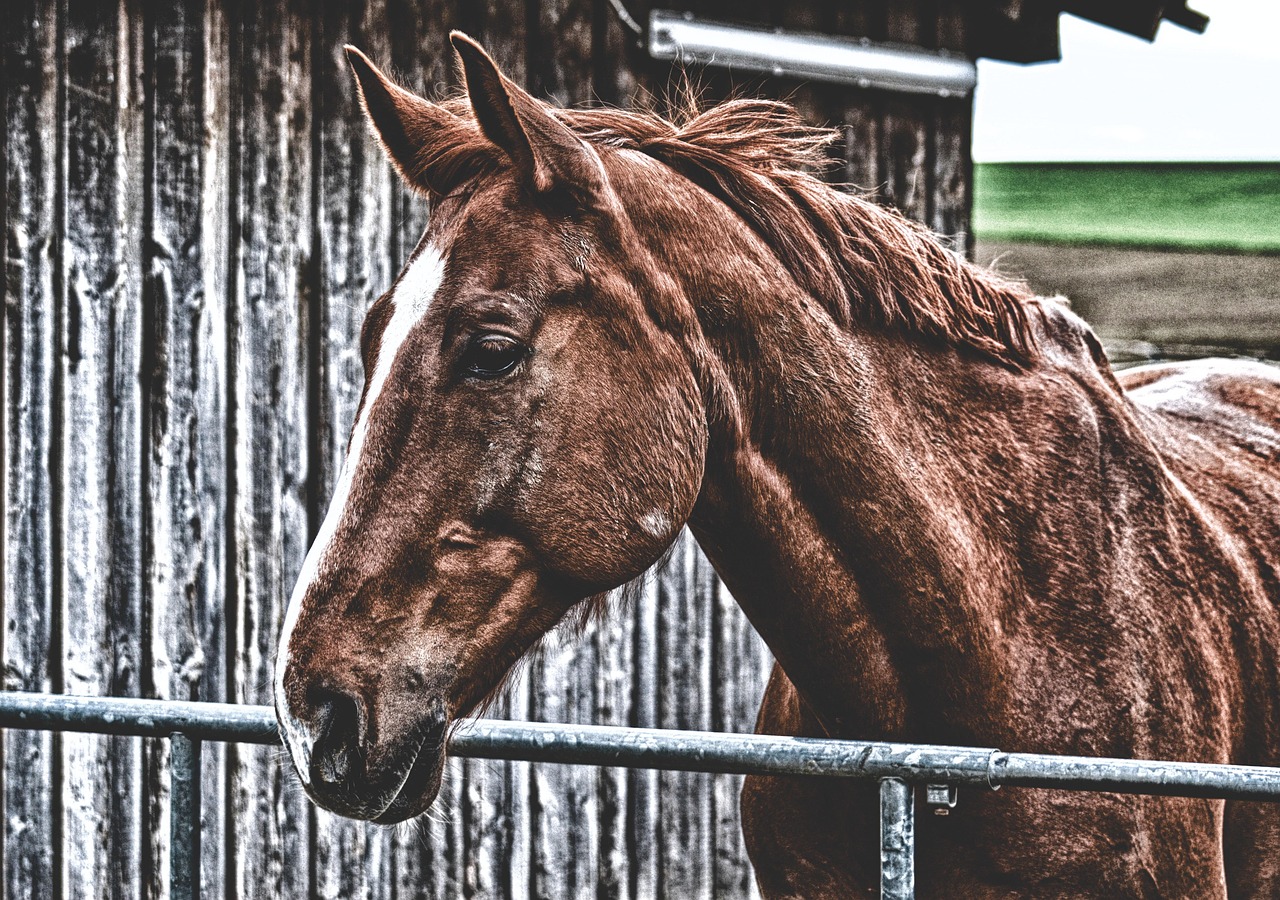 30,000+ Free Horse Barn &amp; Horse Images - Pixabay