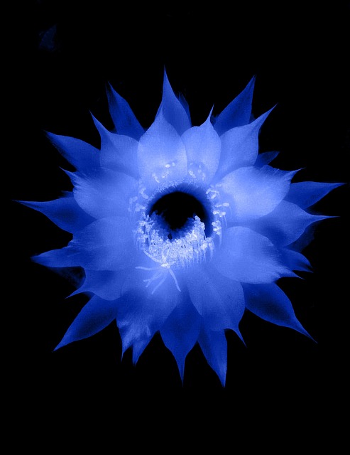 Free Flora Beautiful photo and picture