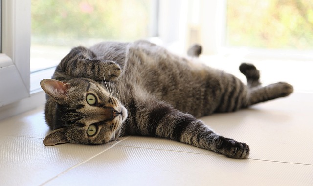 Free Cat Nature photo and picture