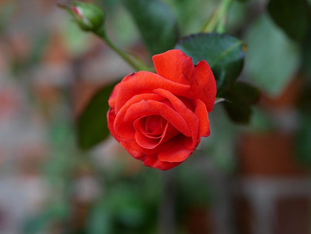 Free Rose Rose Flower photo and picture