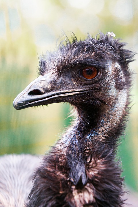 Burung Emu Bill Foto Gratis Di Pixabay