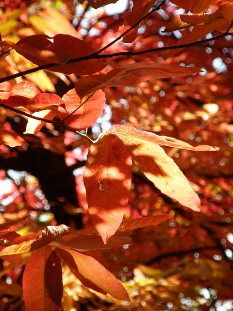 Free Autumn Fall photo and picture