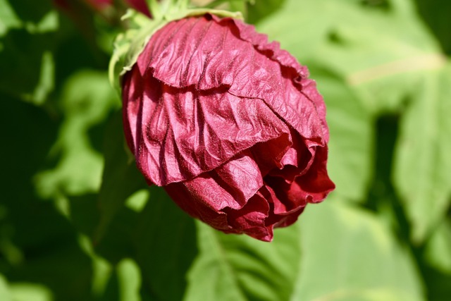 Page 20 - 4,000+ Free Hibiscus & Nature Photos - Pixabay