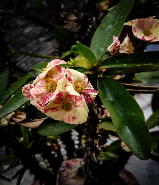 Free Crown Of Thorns Euphorbia Milii photo and picture