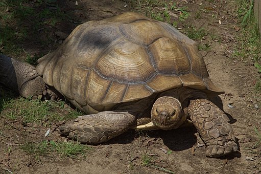 Free Tortoise Zoo photo and picture