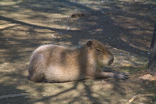 Free Capybara Zoo photo and picture