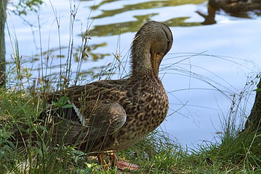 Free Duck Preening photo and picture