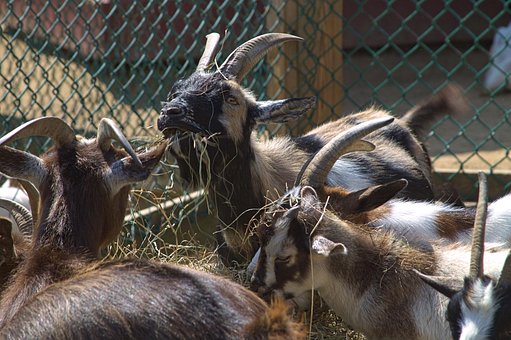 Free Goat Goats photo and picture