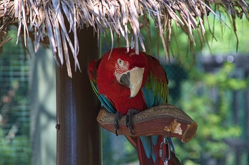 Free Parrot Zoo photo and picture