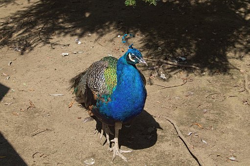 Free Peacock Zoo photo and picture