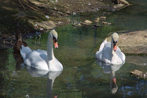 Free Swan White photo and picture