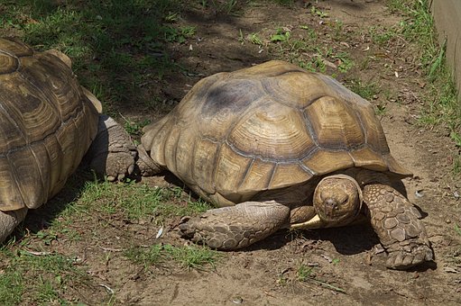 Free Tortoise Turtle photo and picture