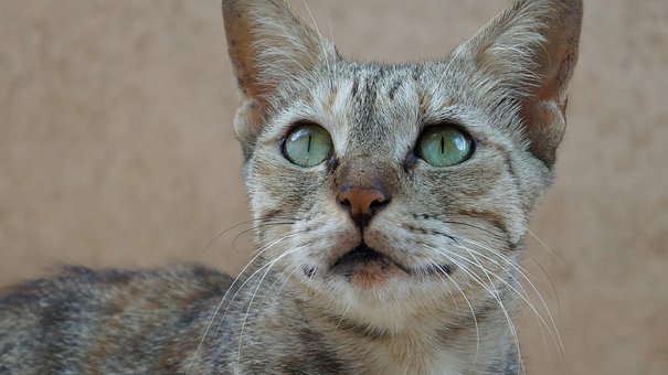 Cat, Dyr, Natur