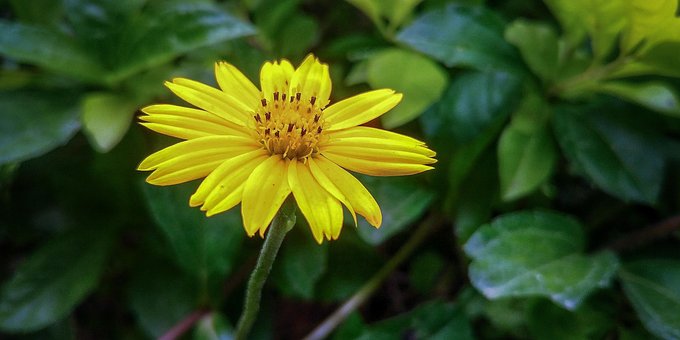 Blomster, Vakre Blomster, Blomst Tapet