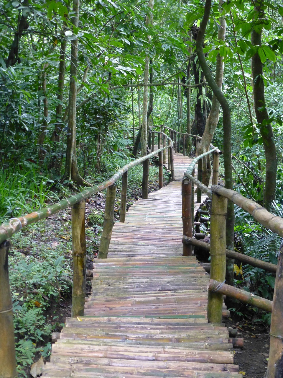Sendero Árboles Bosque - Foto gratis en Pixabay - Pixabay