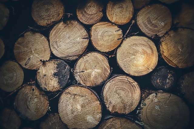 Free Wood Trunks photo and picture
