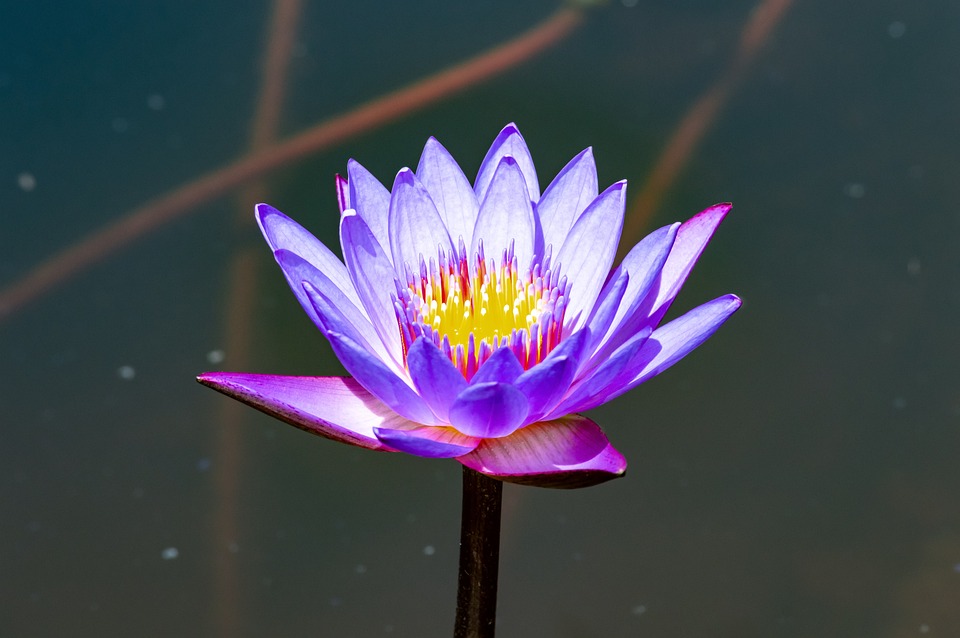 莲花花水 Pixabay上的免费照片