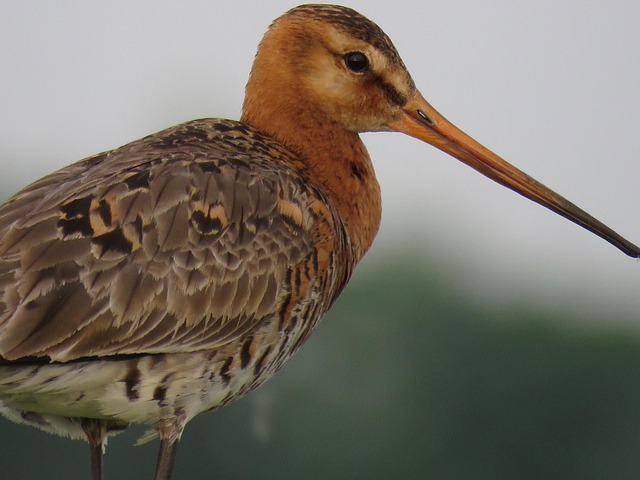 Free Black-Tailed Godwit Bird photo and picture