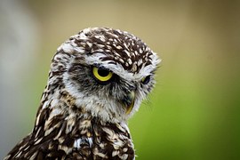 Burrowing, Owl, Little Owl, Bird