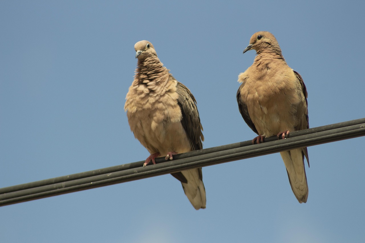 Streptopelia Turtur Turteltaube Kostenloses Foto auf Pixabay Pixabay