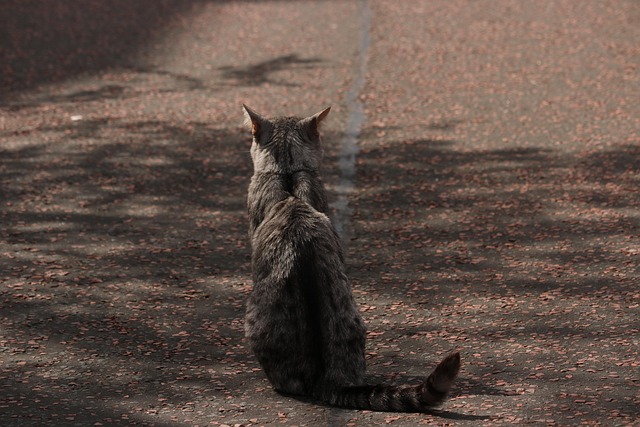 Free Cat State photo and picture