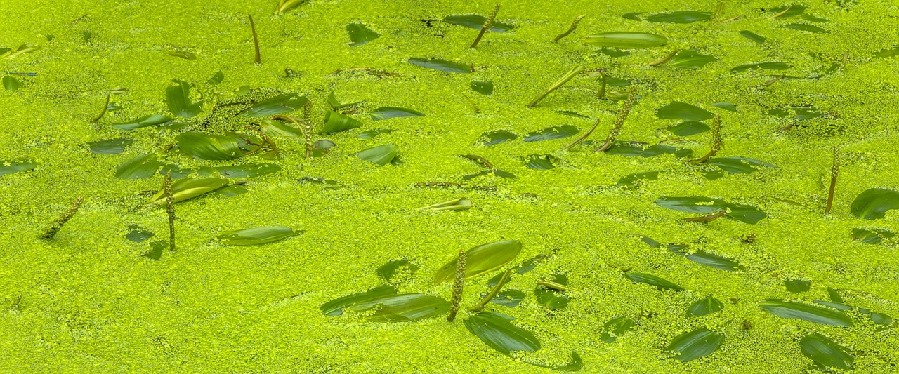 Floating Fern Aquatic Plants Green Free photo on Pixabay Pixabay