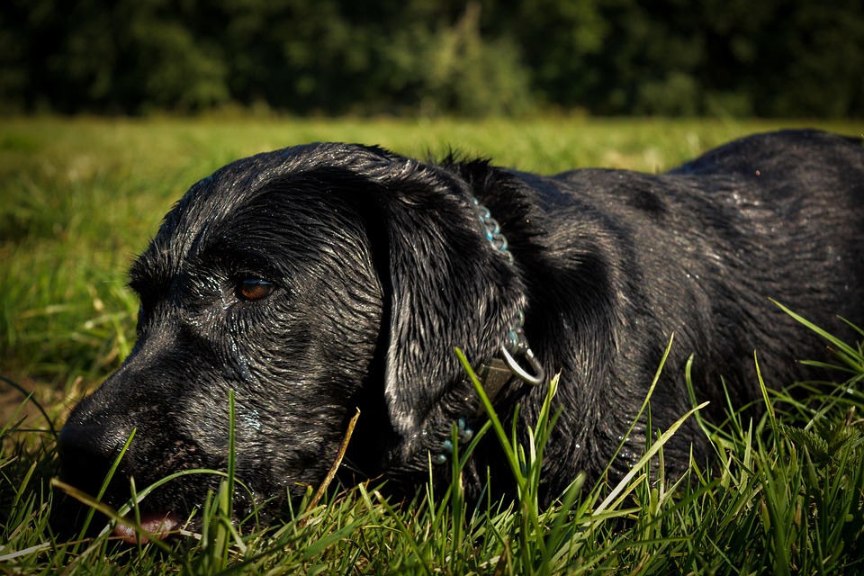 Chien De Racele Labrador Retriever Races Et Bâtards