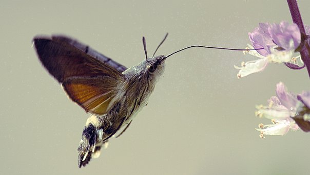 Schmetterling, Makroglossum Stellatarum