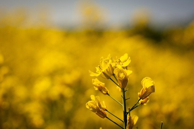 Free Oilseed Rape Field photo and picture