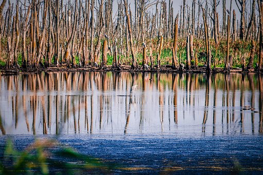 Stettiner Haff, Oostzee, Reiger, Heron