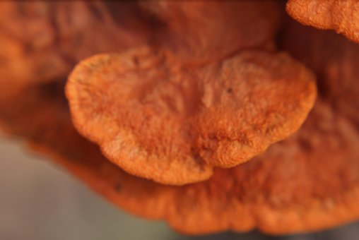 Champignon, Svamp, Bagagerum, Natur