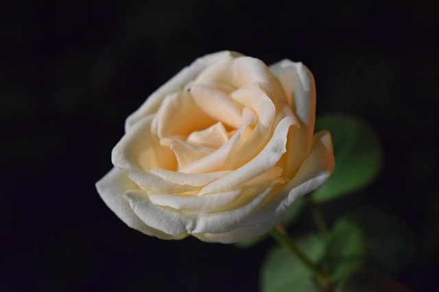Free Rose Macro photo and picture