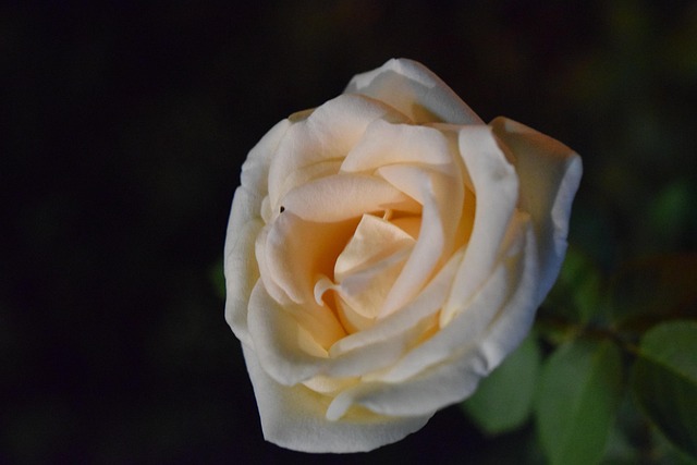 Free Rose Macro photo and picture