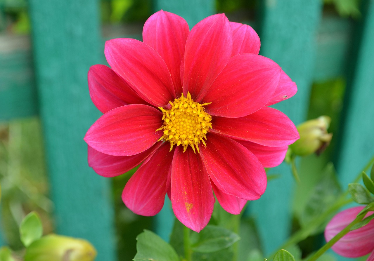 dahlia-3650660_1280.jpg
