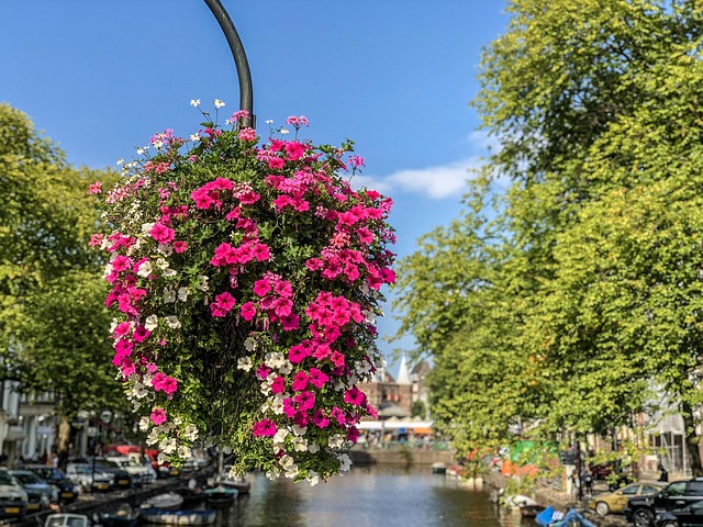 flower, nature, amsterdam, beautiful flowers, flower wallpaper, basket, flower background, bunch of flowers, summer, tulip, colour