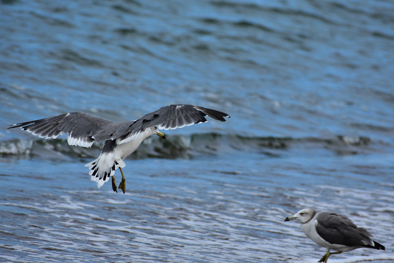 Animal Mer Plage - Photo gratuite sur Pixabay - Pixabay